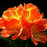 Steelwingsf 100 Stück/Beutel Clivia Seeds Natürliche Hochkeimende Frische Lebensfähige Kaffir Lily Sämlinge Für Balkon Gartenblumen Samen Für Das Pflanzen Im Freien Clivia Miniata S