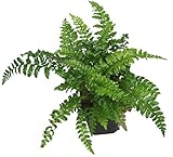 Japanischer Glanzschildfarn - Polystichum polyblepharum- winterharter, immergrüner, Farn 12 cm Topf als Kübelpflanze Balkonpflanze, Schattenpflanze Beetp