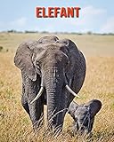 Elefant: Schöne Bilder & Kinderbuch mit interessanten Fakten über E