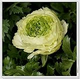 Ranunkeln zwiebeln winterhart/Wunderschöne Farben/Geheimnisvolle duftende Blume-1,10zwieb