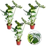 Zimmerpflanze Monstera 3er Pflanzen-Set Fensterblatt | Monstera Deliciosa | Lieferhöhe: 70-80 cm | 3 Stück Topf Ø 17