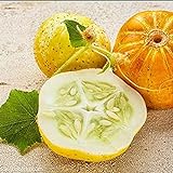 100Stücke Gurke Samen Neue Sorte Frisches Gemüse Zitronengurke Orangenschale Frisches Aroma Aussaat Herbsternte Jedes Jahr Gartenarbeit im Freien Pflanzung
