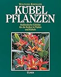 Kübelpflanzen: Südländische Gehölze für die Kultur in Töpfen und Küb