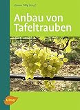 Anbau von Tafeltraub