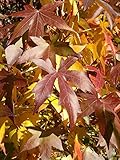 Amerikanischer Amberbaum Liquidambar styraciflua Pflanze 35-40cm Seesternb