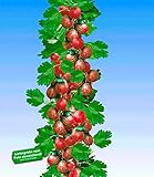 BALDUR Garten Rote Säulen-Stachelbeeren, 1 Pflanze, Ribes uva-crispa Säulenob