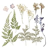 VINFUTUR 12 Stücke Gepresste Blumen Blätter Echte Getrocknete Blumen Natürliche Gemischte Trockenblümchen Blätter für DIY Basteln Harz Scrapbooking Karten Handyhülle Dek