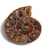 Serafino Original Fossil Madagaskar Ammonit 150 Millionen Jahre alt Jurassic Real Fossil 3,2 cm - 4,4 cm geschnitten und poliert (einteilig) (geschnitten und poliert Ammonit)