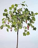 artplants.de Kunst Johannisbeerstrauch Amerigo, Kunststamm, Früchte, rot, 120cm - Deko Johannisb