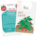 Balkon Tomaten Samen: Premium Tomatensamen für Kinder und Erwachsene – Gemüse Samen für ca 5x Tomaten Pflanze Theo – Garten und Balkontomaten Samen – Gemüse Saatgut für Kids – Saatgut Balkon OwnGrow