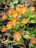 Coopers Mittagsblume Jewel of Desert Topaz - Delosperma cooperi Jewel auf Desert Topaz Preis nach Stückzahl 3 Stück
