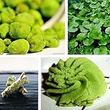 Samen für Gartenarbeit, 100 Stück Samen Japanisches Meerrettich, Gemüse, Kräuter, Gewürz, Heimwerk