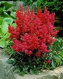 3 x Astilbe arendsii ‚Astary Red‘ (Winterhart/Stauden) Prachtsp