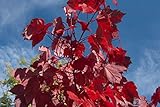Rot-Ahorn Ac. rubrum Pflanze 25-30cm Scharlach-Ahorn Sump