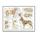 Swarouskll Muskeln & Organe des Hundes Tier Anatomie Pathologie Wandkunst Poster Leinwand Malerei Wohnkultur -50x70cm No Frame 1 PCS