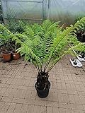 Baumfarn 120-140 cm - 35-45 cm Stamm Dicksonia antarktica - Ein Relikt aus der U