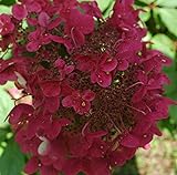 Rispenhortensie Wims Red weiß-rosa-rot - Hortensie winterhart & mehrjährig - Hydrangea Paniculata - 1 Pflanze von Garten Schlüter - Pflanzen in Top Q