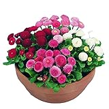 Charm4you Lange Blütezeit winterhart,Multi-alte Gänseblümchen-Samen-Blackxia 500 Kapseln,Samen fü B