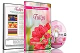 Tulpen Blumen DVD - Blumen von Holland, Videos zur Entspannung
