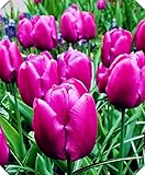 Hybride Tulpenzwiebeln | Frühlingsblühende Tulpen | Staudenzwiebeln | Gartenpflanzen-Tulpenzwi-NO.1,5Zwieb