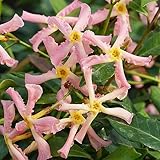Toskanischer Jasmin Trachelospermum 'Pink Showers' 30-50 cm - Kletterp