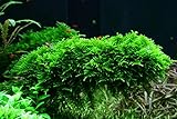 Tropica Aquarium Pflanze Moos Vesicularia dubyana 'Christmas Nr.003ATC in Vitro 1-2 Grow Wasserpflanzen Aquarium Aquariump