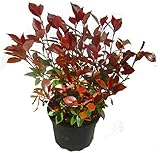 Kleine Glanzmispel - Photinia Fraseri 'Little Red Robin' - winterhart, immergrün, Klein-Strauch-19 cm Top