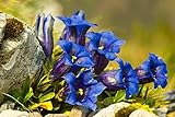 Enzian 50 Samen, Blauer Alpen-Enzian, (Gentiana accaulis 'blue')