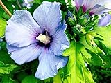 Hibiskus Syriacus 5 Samen Blau Roseneibisch, Blau Hibiskus, Syrische Eibisch (Hibiscus Blue)