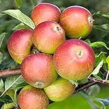 Apfel Holsteiner Cox- Malus - Winterhart - Fruchtreife September bis Oktober - Liefergröße circa 120cm als Wurzelnackte Pp