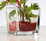 Sandra Rich Glasvase Cube klar eckig 10 cm Ø 10,0 x 10,0