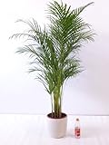 Goldfruchtpalme 140 cm Chrysalidocarpus lutescens - 'Areca Palme' / Zimmerp