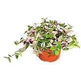 Exotenherz - Dreimasterblume - Tradescantia quadricolor - pflegeleichte hängende Zimmerpflanze - 12cm Top