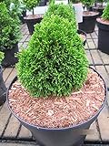 Thuja occidentalis Maks - Zwerglebensbaum Mak