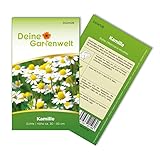 Kamille Echte Samen - Matricaria recutita - Kamillesamen - Kräutersamen - Blumensamen - Saatgut für 300