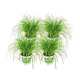 ZynesFlora | Cyperus – Katzengras - 4 Stück - Ø 12 cm - ↕ Höhe: 25-30 cm – Zimmerp