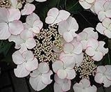 Bauernhortensie Love you Kiss - Tellerhortensie - Gartenhortensie - Hydrangea macrophylla Love y