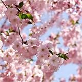 Seedeo Japanische Blüten- und Zierkirsche (Prunus serrulata) 25 S