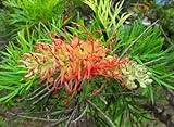 Grevillea robusta Australische Silbereiche 20 Samen Bonsai geeig