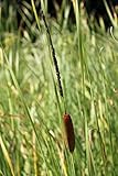 4er-Set im Gratis-Pflanzkorb - Typha angustifolia - Schmalblättriger Rohrkolben - Wasserpflanzen W