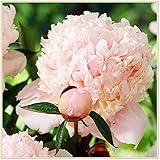 Pfingstrosenpflanze/Paeonia lactiflora /Pfingstrosen Pflanzen winterhart /Pfingstrosen Stauden /Pinke Blumen-4