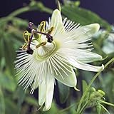 Passiflora caerulea 'Constance Elliot' | Weiße Passionsblume | Gartenpflanzen winterhart | Exotische Pflanzen | Höhe 65-75 cm | Topf-Ø 15