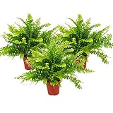Exotenherz - Nephrolepis, 3er Set Schwertfarn 12