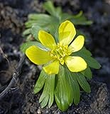 Winterling - Eranthis hy