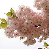 TENGGO Egrow 10 Stücke Japanischen Sakura Samen Rosa Pflanzen Kirschblüten Blume Bonsai Topf Sakura B