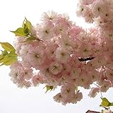 TENGGO Egrow 10 Stücke Japanischen Sakura Samen Rosa Pflanzen Kirschblüten Blume Bonsai Topf Sakura B