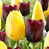 Mysteriös,Tulpenzwiebeln,Edle Und Elegante Tulpen,Exotisch,Tulpen Symbolisieren Ewige Liebe,Zeremonielle Blumen von hohem Standard-5 Zwiebeln,