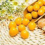 100 Stück Physalis Peruviana Samen zum Pflanzen von frischen robusten Stachelbeerfrüchten Einzigartige Dekoration Starke Anpassungsfähigkeit verleiht Ihrem Hausgarten Farb