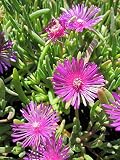 Rote Mittagsblume - Delosperma cooperi Preis nach Stückzahl Einzelp