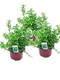 3er Set Marokkanische Minze,Mentha Spicata v. Crispa,frische M